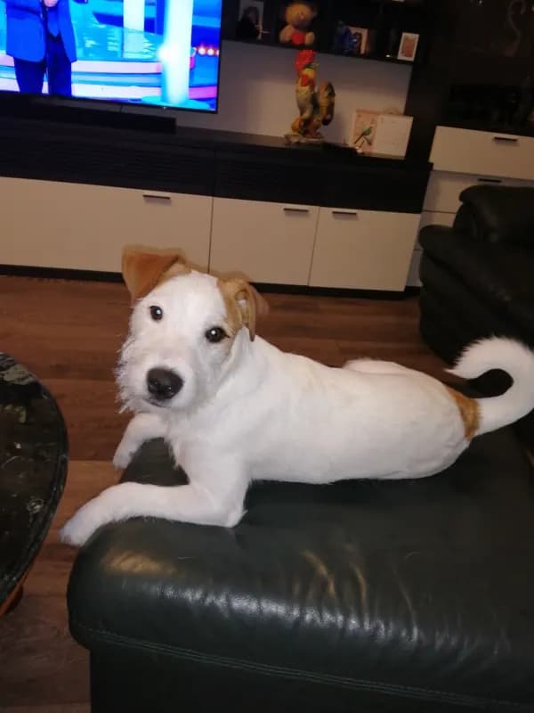Bert