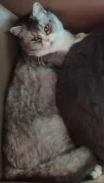 Timka