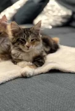 Tortina