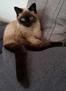 Lotti