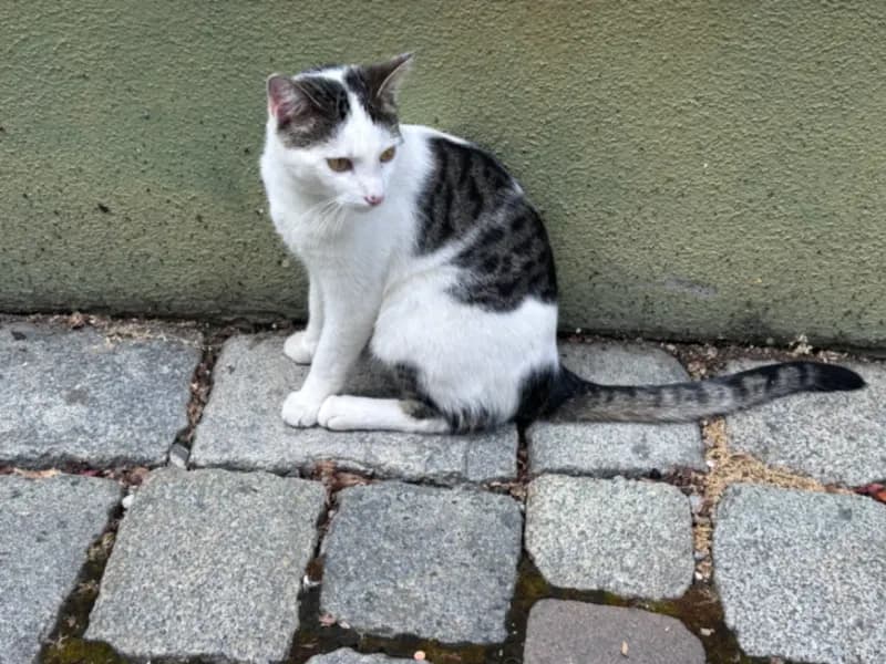 Triangelo