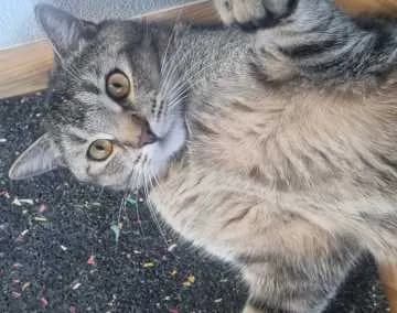 Sir Lanzelott