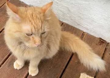 Bobo
