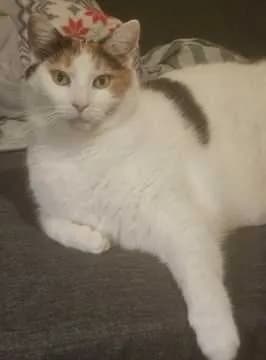 Pünktchen