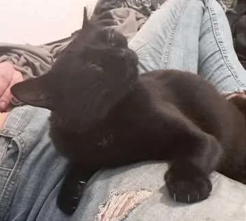 Nala Mausebär