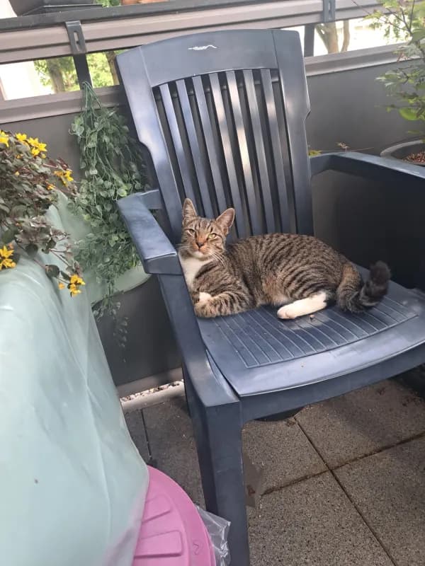 Loki