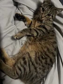 Gismo