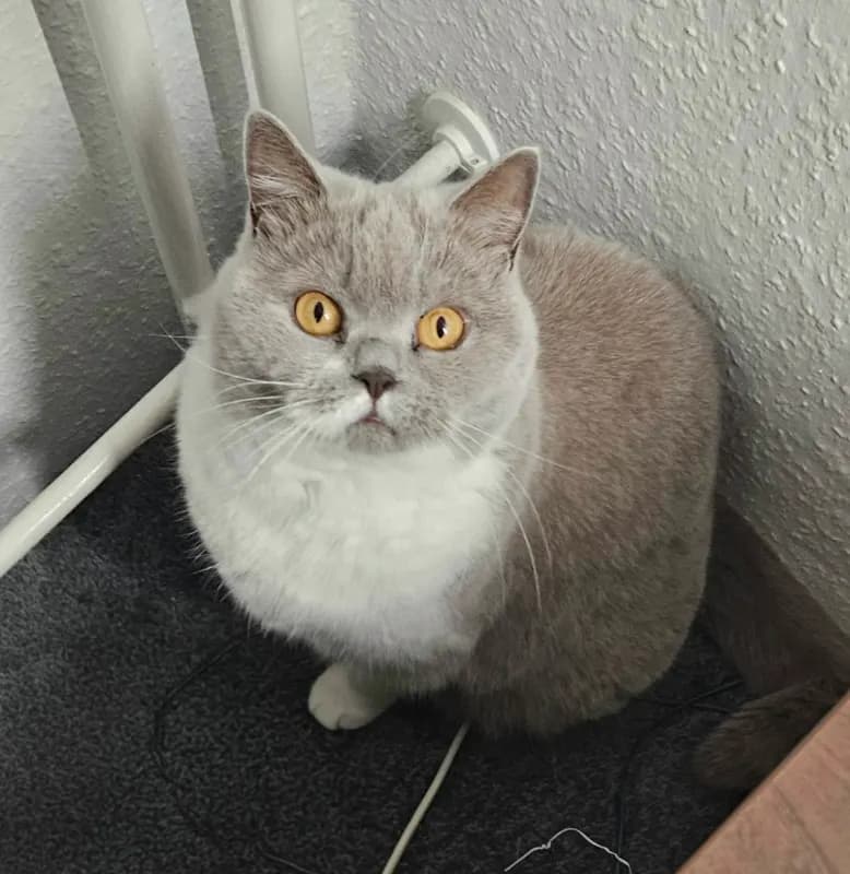 Nala