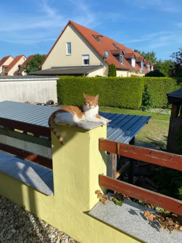 Findus