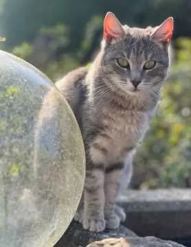 Nala