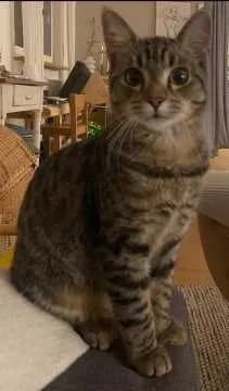 Findus