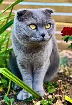 Oscar