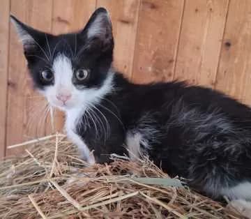 Siggi