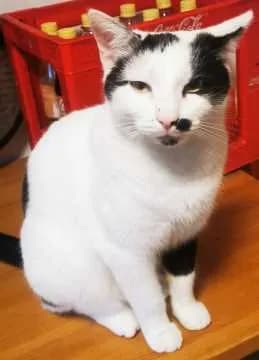 Willi