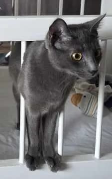 Pixel
