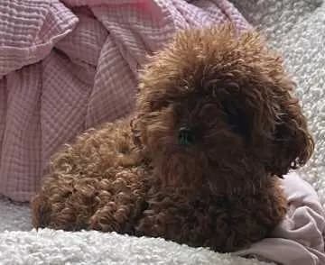 Coco