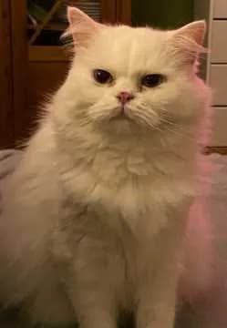 Kurt-Kurt