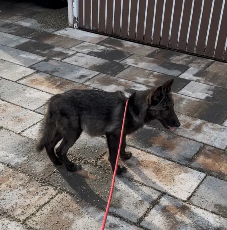 Bella