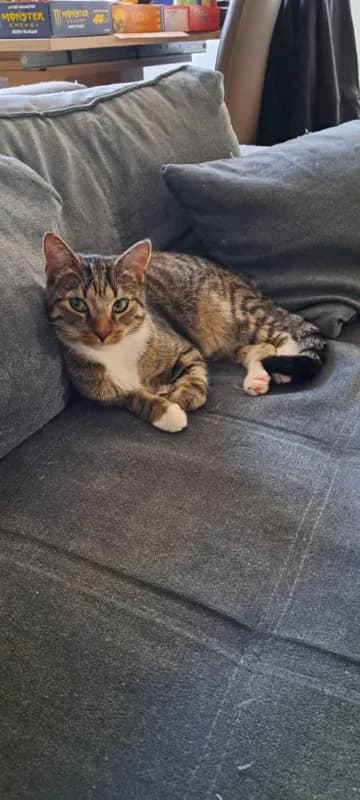 Lewi