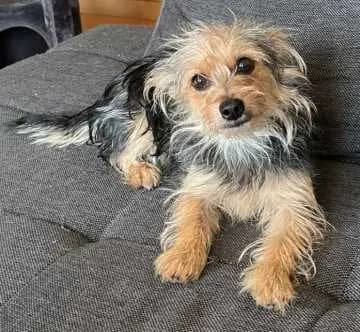 Püppinella