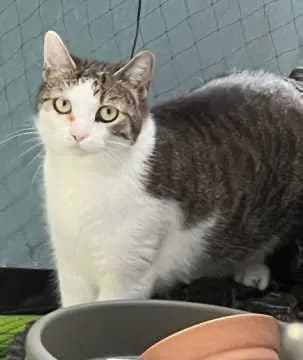 Kira