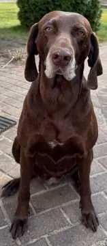 Frieda