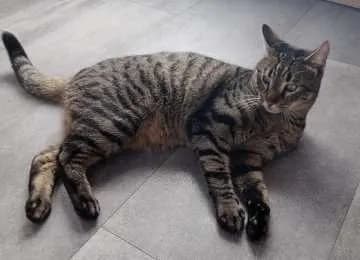 Findus