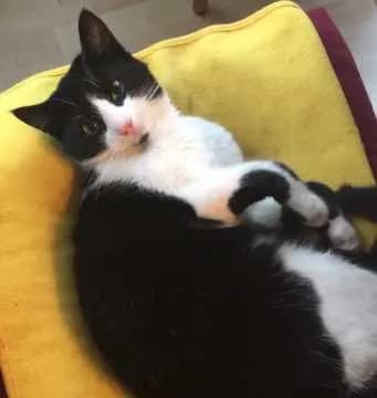 Püppi