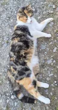 Agatha