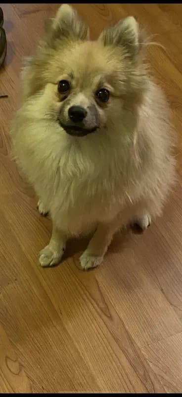 Max