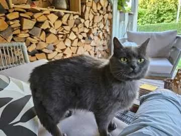 Nala