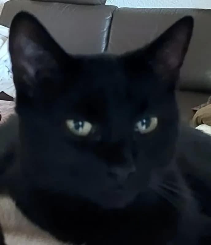 Benji
