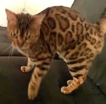 Nala