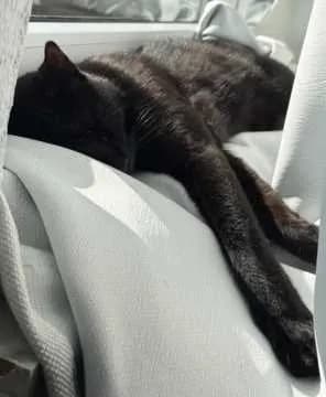 Mister Katze
