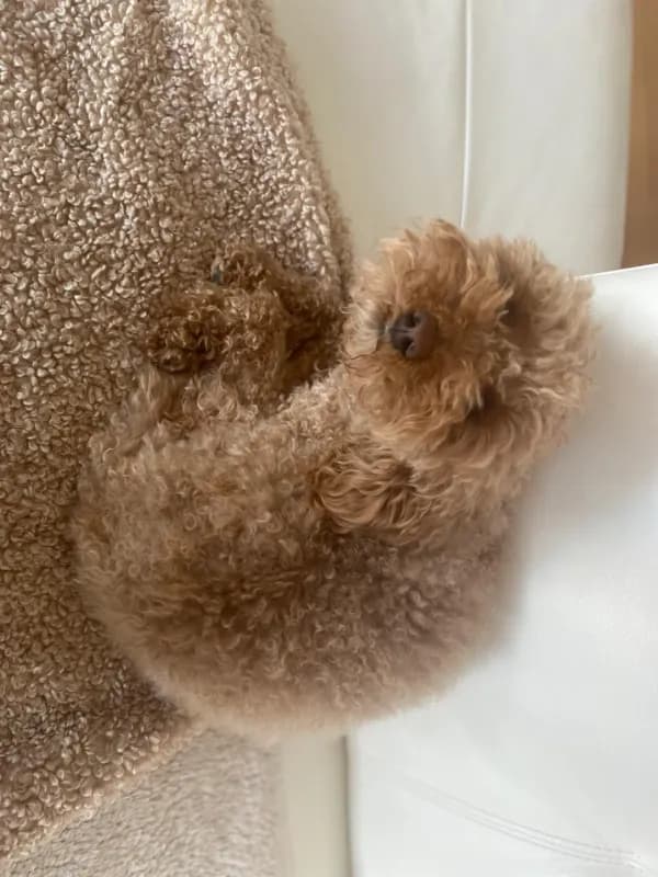 Elli