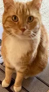 Simba