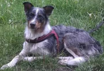 Laika