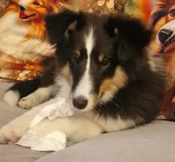 Maja