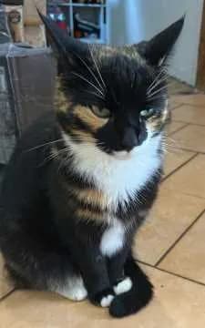 Katze Miss Marpel