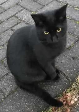 Gino