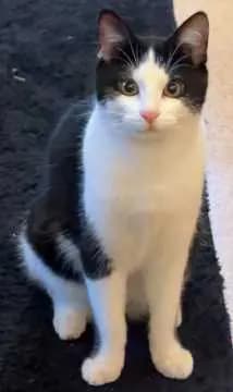 Mogli
