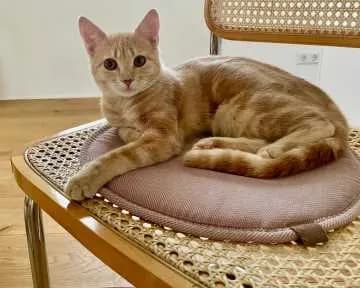 Fritzi