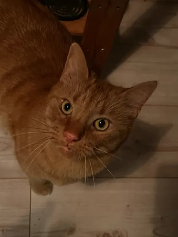 Simba
