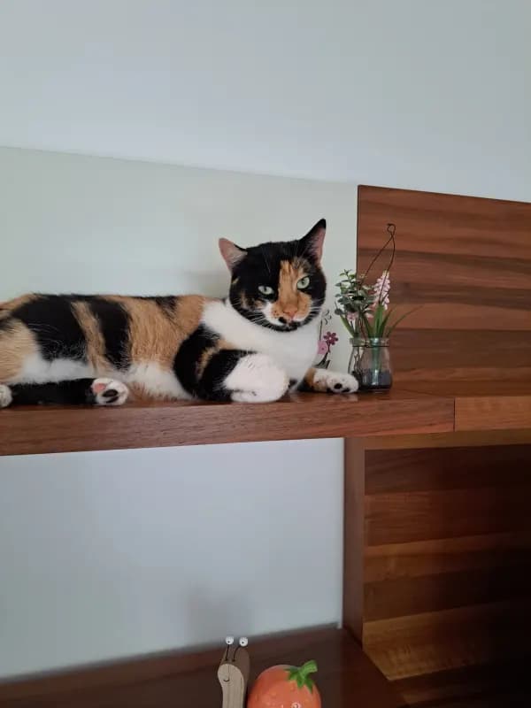 Nivi