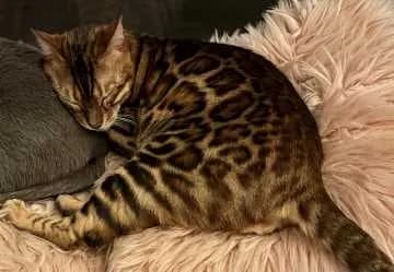 Mowgli