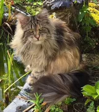 Libby