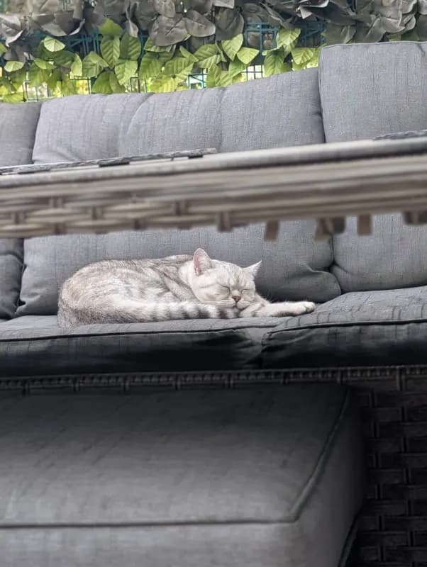 Artemis