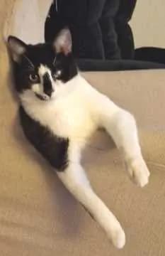 Ari