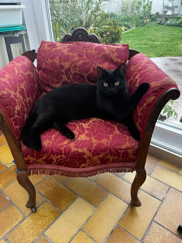 Mogli