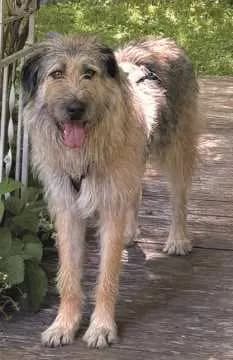 Fiete